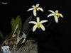 Laelia presidentensis (Elsner)